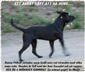 Pitbullvalp m ärr.jpg