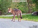 Lapsk Vallhund / räddningshund. Om Gázzi, Násti, Modji, Aili Gátchis Kennel. 